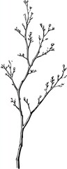 Obraz premium Detailed black and white drawing of a plant branch with small buds