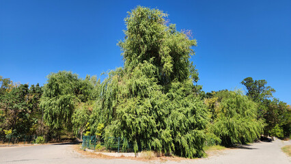 A willow tree (salix babylonica) in a park nearby a pool