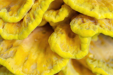 Yellow chicken of the woods mushroom grow on tree in forest close up. Sulphur polypore edible fungi texture, selective focus