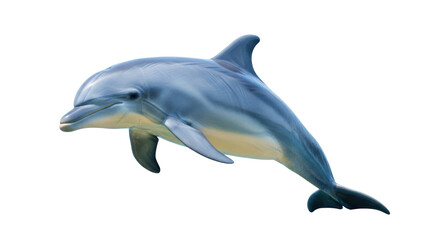 Isolated bottlenose dolphin swimming gracefully, intelligent aquatic mammal in the ocean habitat