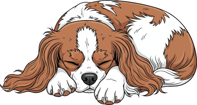 Cavalier King Charles Spaniel dog lying down sleeping illustration