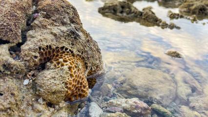 Favites abdita, a coral from the Merulinidae family, partially submerged at low tide. Suitable for science, marine science, climate, tourism, and ecosystem conservation.