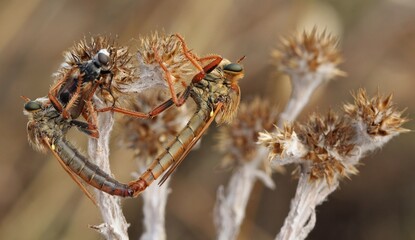 Two robber flies (family Asilidae) in copulation, a common sight during their mating season. 