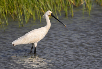 Silent sweep in calm waters (Eurasian spoonbill, espátula común)