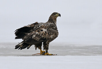 white-tailed eagle on ice (White-tailed eagle, pigargo europeo)