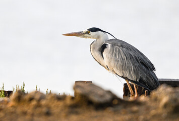 Stillness of the solitary watcher (Grey heron, garza real)