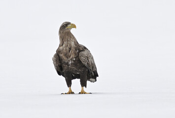 Sentinel of the ice (White-tailed eagle, pigargo europeo)