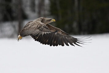 Hunter of the winter sky (White-tailed eagle, pigargo europeo)