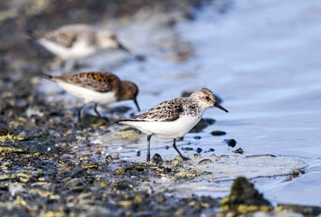Sandpipers on the rocky shore (Sandpipers, correlimos, shorebirds)