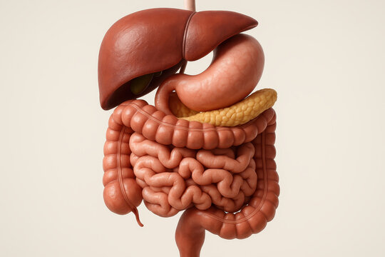 Human digestive system anatomy model showing liver stomach pancreas and intestines for medical healthcare education and health understanding