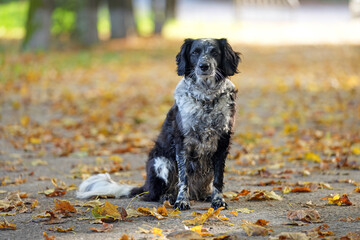 Spaniel black and white dog on the background of an autumn landscape