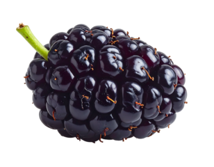 A single, ripe, dark-purple mulberry, showcasing its many small, clustered drupelets, a short green stem visible.  High-gloss sheen indicates freshness. Isolated on a black background