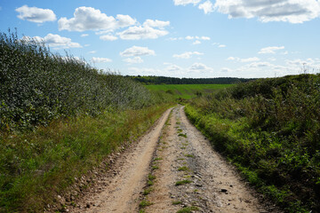 Empty Track through Clipston Woods, Nottinghamshire, England: A Peaceful Countryside Scene