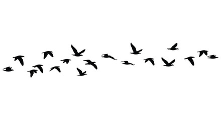A flock of birds in flight against a simple white background silhouette