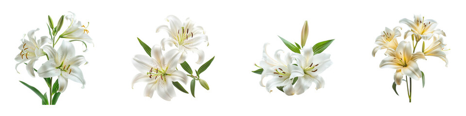 Elegant lilies with green leaves arranged in separate groupings