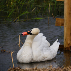 Swan Shaking Water off Beak