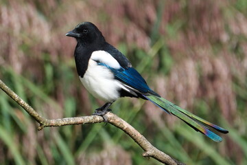 Magpie with colourful tail in profile