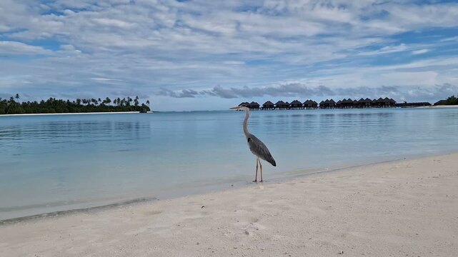 A heron walks along the beach of the Indian Ocean in the Maldives.