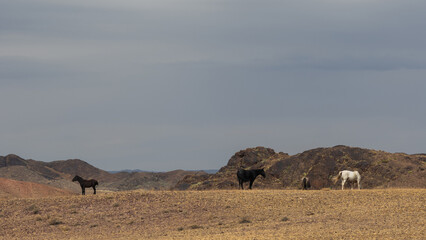 Small herd of horses roaming free in deserted Kazakh landscape with rolling hills and open plains