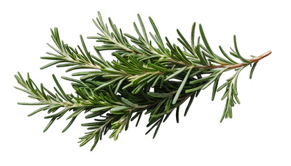Fresh Rosemary Sprig on Black Background herb spice isolated on a transparent background