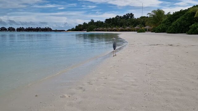 A heron walks along the beach of the Indian Ocean in the Maldives.