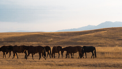 Timeless Central Asian landscape with small horse herd grazing in secluded grassy valley