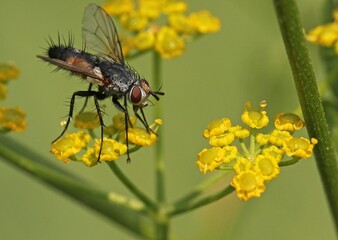  Tachinid fly, likely belonging to a genus such as Eriothrix, Thelaira, or Exorista. 
