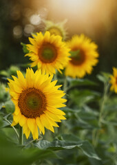 A photograph of a flowering sunflower in a field.