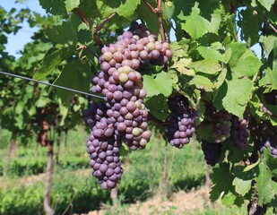 Large bunch of Pinot Gris grape with multicolored berry, is ripening under the sun.