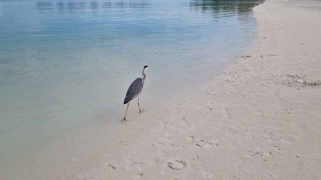 A heron walks along the beach of the Indian Ocean in the Maldives.