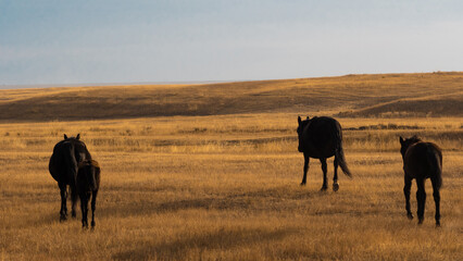 Pastoral harmony: horses grazing against backdrop of grassy hills and mountains.