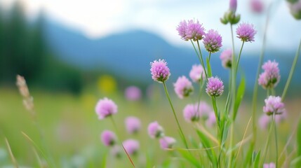 Close-up of pastel blooms in wild meadow, mountains in distance under soft clouds