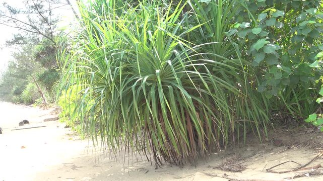 Pandanus ubiquist plant with fruits (strobilus) on the shore of the South China Sea, Borneo island