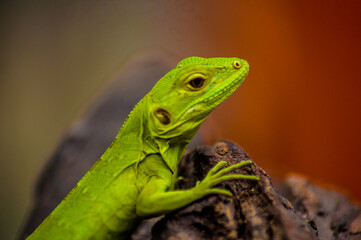 Fototapeta premium green lizard on a tree
