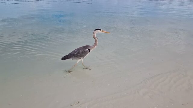 A heron walks along the beach of the Indian Ocean in the Maldives.
