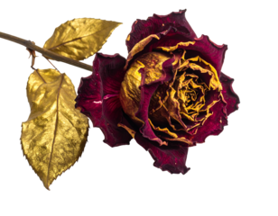 A partially gilded, dark-red rose, wilting, yet elegant, with two gold-leafed leaves on a dark stem against a black background