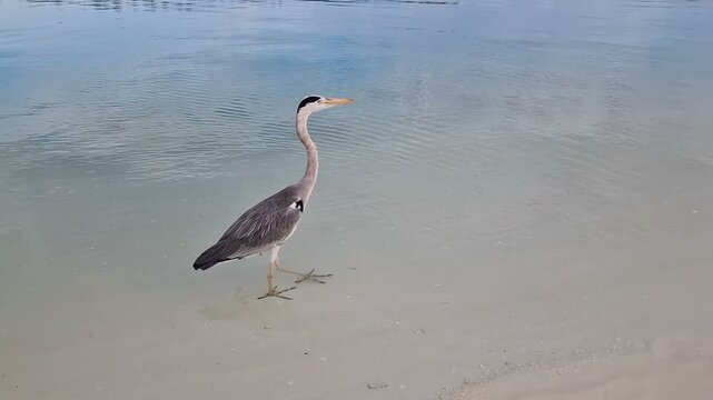 A heron walks along the beach of the Indian Ocean in the Maldives.