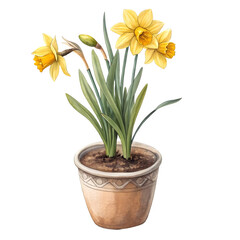 Daffodils in a pot isolated on transparent background, a beautiful spring flower