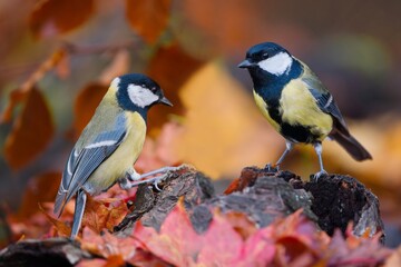 Obraz premium Two great tit sitting on a tree stump. Parus major. A great tit in the nature habitat. 