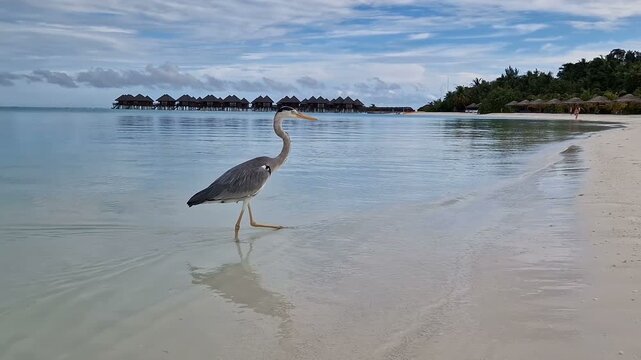 A heron walks along the beach of the Indian Ocean in the Maldives.