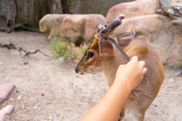 A person gently reaching out their hand towards a muntjac deer in its natural habitat