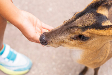 Cute image of a child feeding a brown muntjac, highlighting the close interaction and the animal’s curiosity.