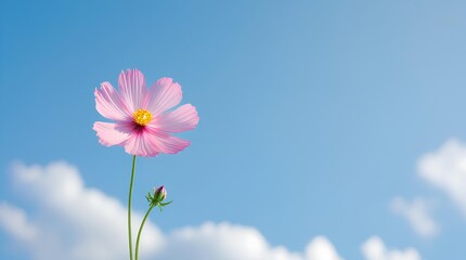 a beautiful scene with a single pink cosmos flower in full bloom