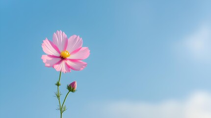 a beautiful scene with a single pink cosmos flower in full bloom