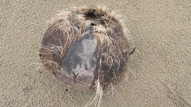 An old coconut washed up by the sea with frayed copra fibers