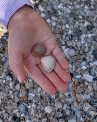 Muscheln in der Hand