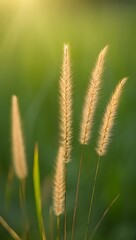 Fototapeta premium Close up of foxtail grass in a field of green nature background for website and blog wallpaper