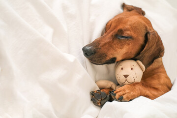 Funny dachshund sleeping under a white blanket with a teddy bear
