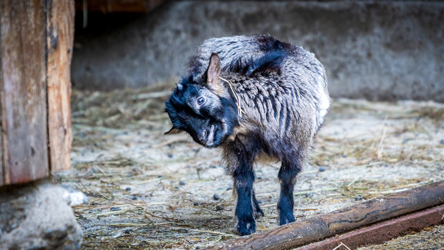 Brown and black pygmy goat scratching ear - Powered by Adobe