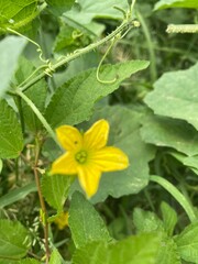 butterfly on a flower
